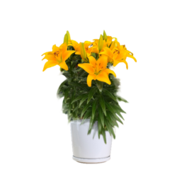 Easter Lily (Yellow)